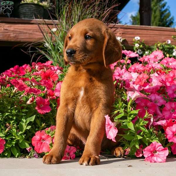 Ezra, Labradoodle Puppy